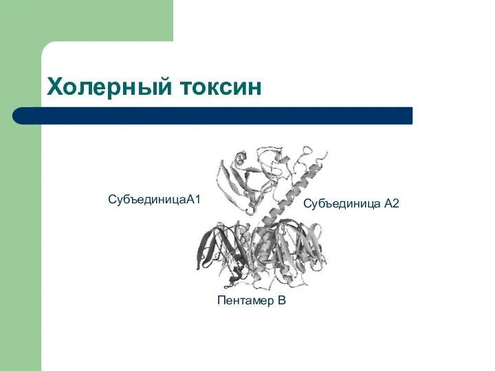 Холерный токсин СубъединицаA1 Субъединица A2 Пентамер В