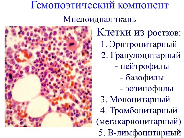 Гемопоэтический компонент Миелоидная ткань Клетки из ростков: 1. Эритроцитарный 2. Гранулоцитарный -