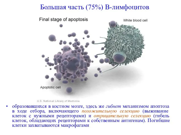 Большая часть (75%) В-лимфоцитов образовавшихся в костном мозге, здесь же гибнет механизмом