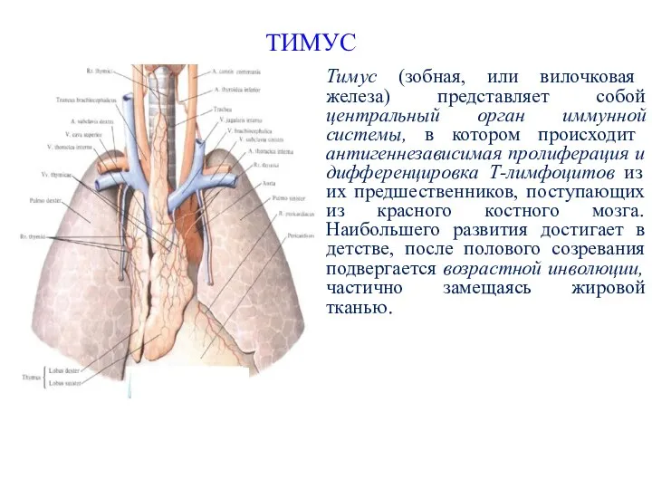 ТИМУС Тимус (зобная, или вилочковая железа) представляет собой центральный орган иммунной системы,