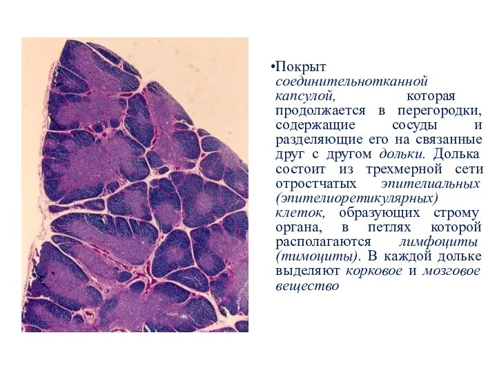 Покрыт соединительнотканной капсулой, которая продолжается в перегородки, содержащие сосуды и разделяющие его