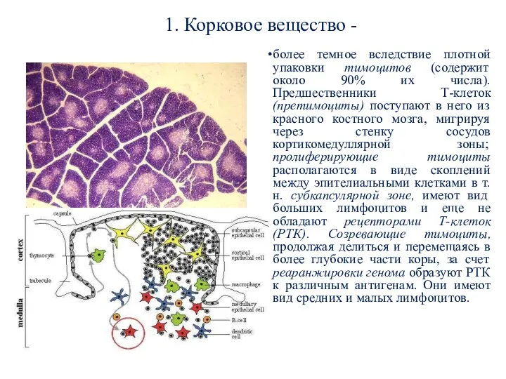 1. Корковое вещество - более темное вследствие плотной упаковки тимоцитов (содержит около