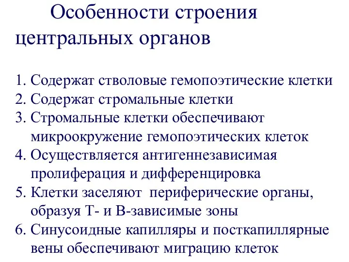 Особенности строения центральных органов 1. Содержат стволовые гемопоэтические клетки 2. Содержат стромальные