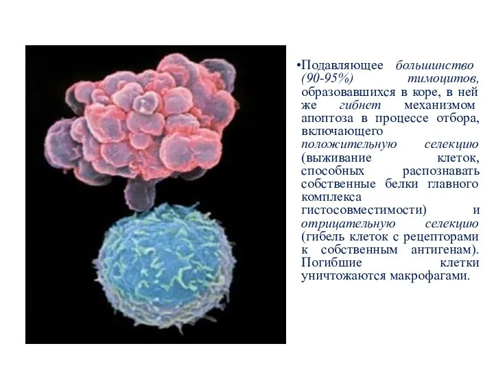 Подавляющее большинство (90-95%) тимоцитов, образовавшихся в коре, в ней же гибнет механизмом