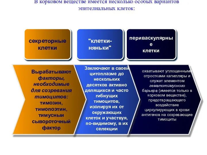 В корковом веществе имеется несколько особых вариантов эпителиальных клеток: секреторные клетки "клетки-няньки"