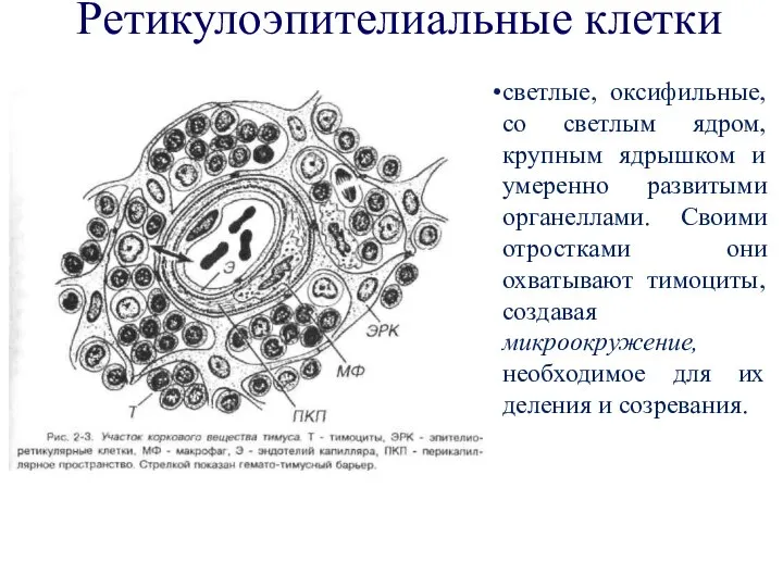 светлые, оксифильные, со светлым ядром, крупным ядрышком и умеренно развитыми органеллами. Своими