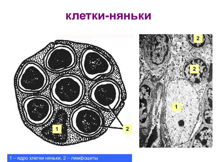 2 1 2 1 – ядро клетки няньки, 2 – лимфоциты клетки-няньки Клетки-няньки