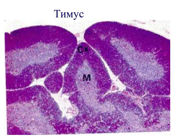 Тимус