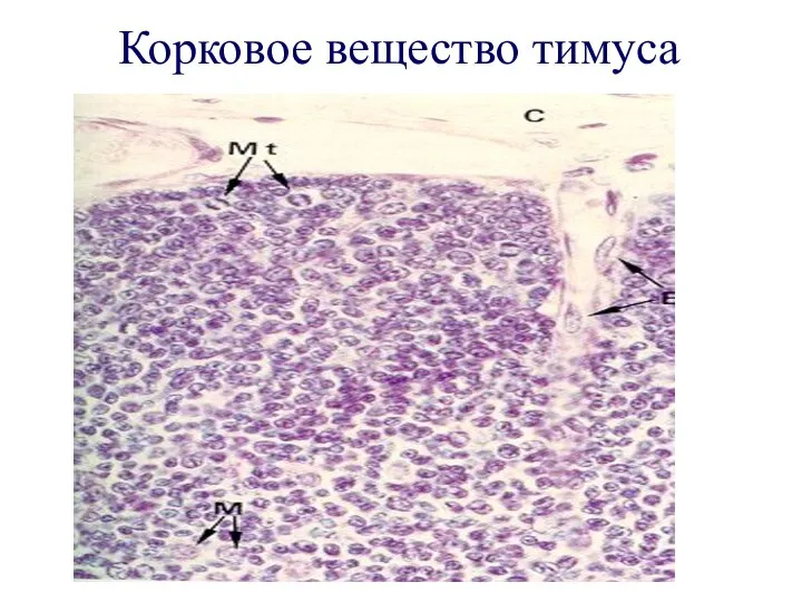 Корковое вещество тимуса СD3