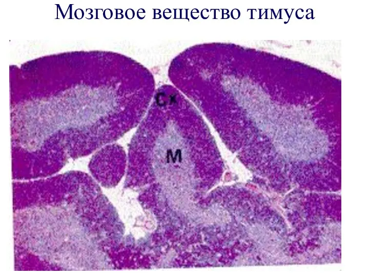 Мозговое вещество тимуса