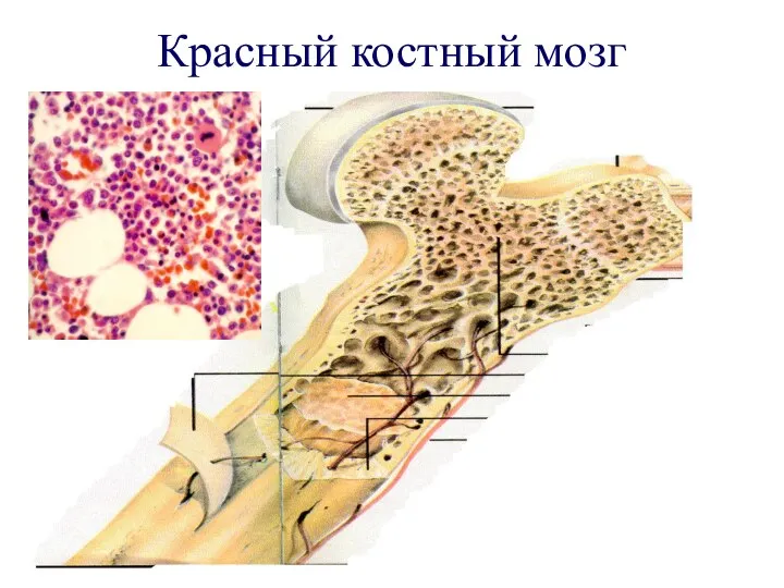 Красный костный мозг