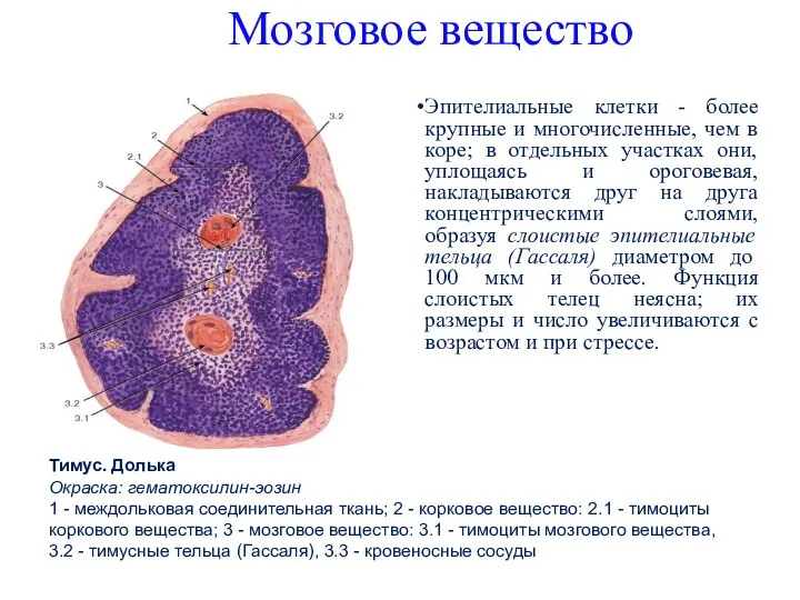 Мозговое вещество Эпителиальные клетки - более крупные и многочисленные, чем в коре;