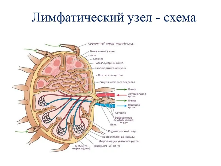 Лимфатический узел - схема