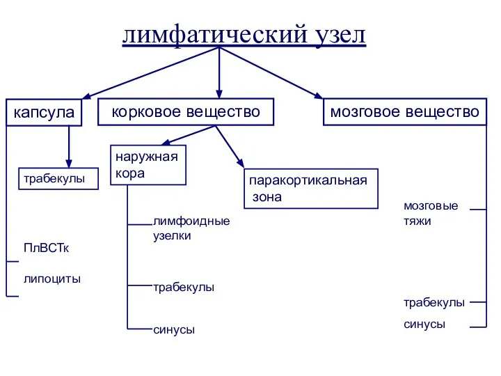 лимфатический узел капсула корковое вещество мозговое вещество паракортикальная зона ПлВСТк липоциты трабекулы