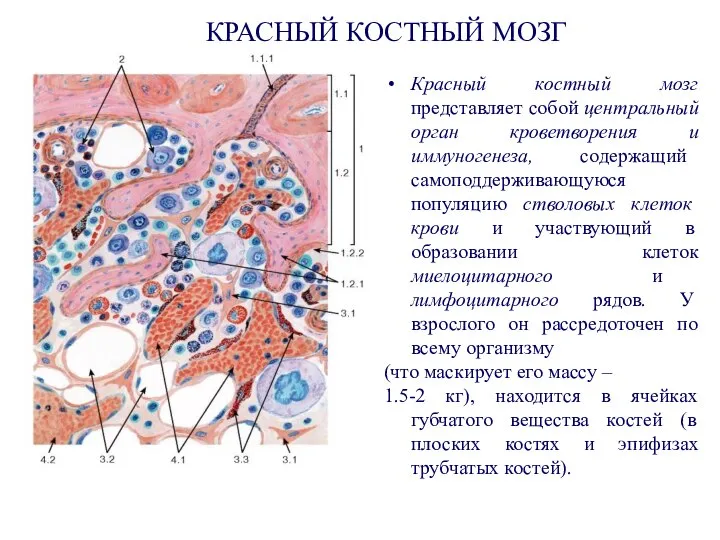 КРАСНЫЙ КОСТНЫЙ МОЗГ Красный костный мозг представляет собой центральный орган кроветворения и