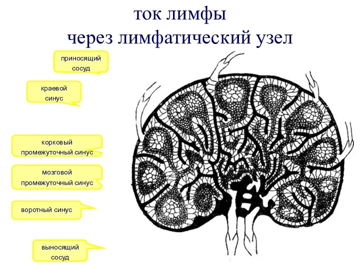 ток лимфы через лимфатический узел приносящий сосуд воротный синус мозговой промежуточный синус
