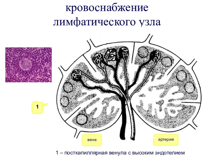 кровоснабжение лимфатического узла артерия вена 1 1 – посткапиллярная венула с высоким эндотелием 1
