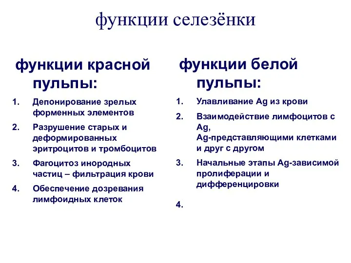 функции селезёнки функции красной пульпы: Депонирование зрелых форменных элементов Разрушение старых и