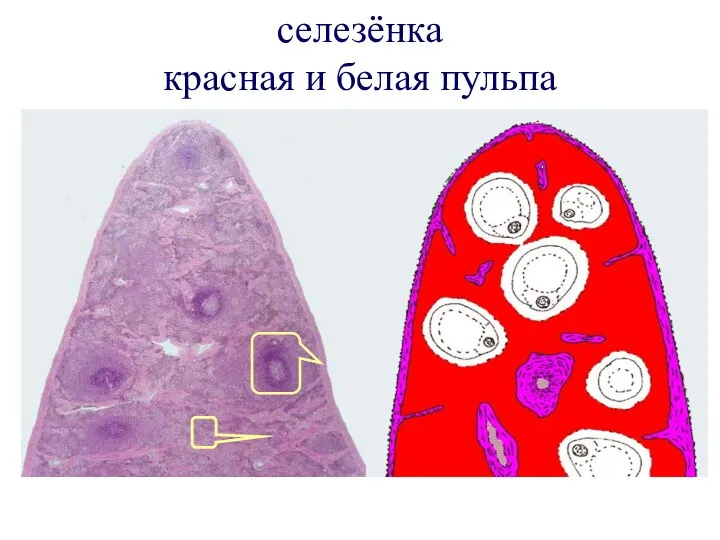 селезёнка красная и белая пульпа