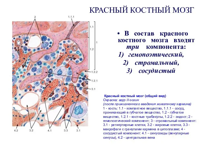 КРАСНЫЙ КОСТНЫЙ МОЗГ В состав красного костного мозга входят три компонента: гемопоэтический,