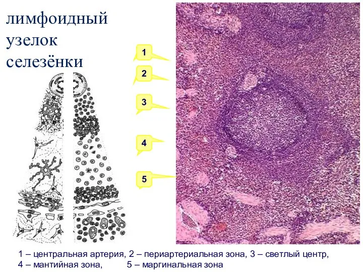 лимфоидный узелок селезёнки 1 2 3 4 5 1 – центральная артерия,