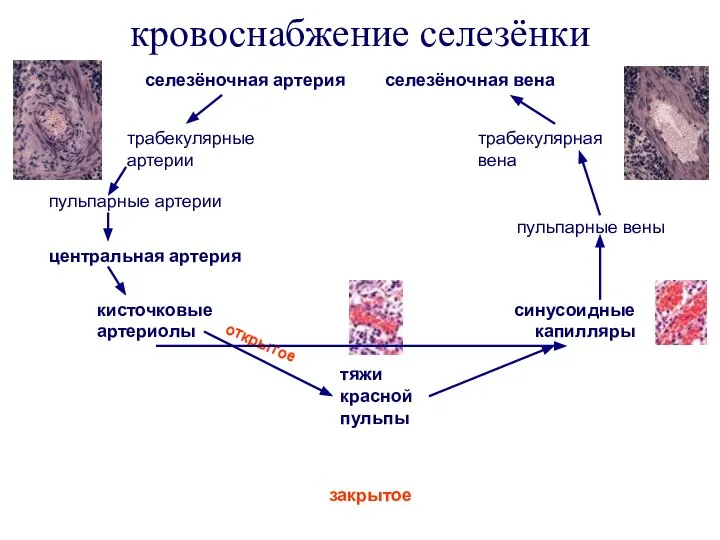 кровоснабжение селезёнки селезёночная артерия селезёночная вена трабекулярные артерии пульпарные артерии центральная артерия