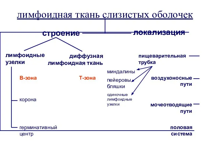 лимфоидная ткань слизистых оболочек лимфоидные узелки диффузная лимфоидная ткань строение локализация корона