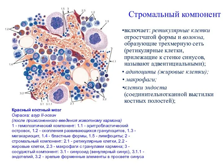 Стромальный компонент включает: ретикулярные клетки отростчатой формы и волокна, образующие трехмерную сеть