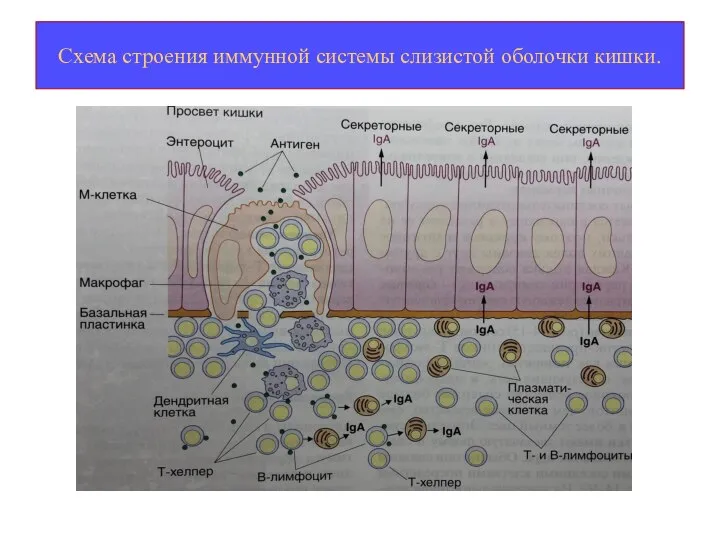 Схема строения иммунной системы слизистой оболочки кишки.