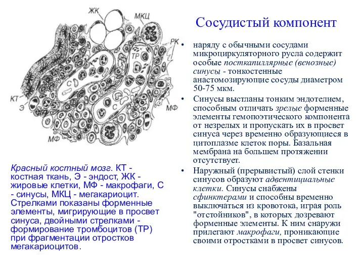 Сосудистый компонент наряду с обычными сосудами микроциркуляторного русла содержит особые посткапиллярные (венозные)