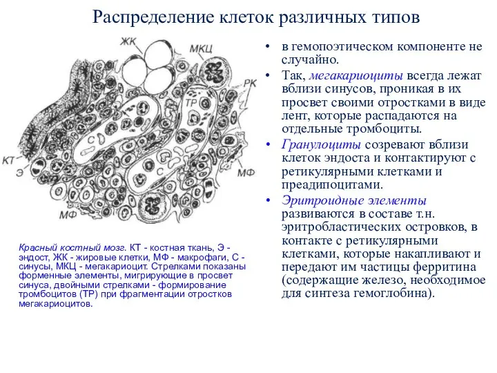 Распределение клеток различных типов в гемопоэтическом компоненте не случайно. Так, мегакариоциты всегда