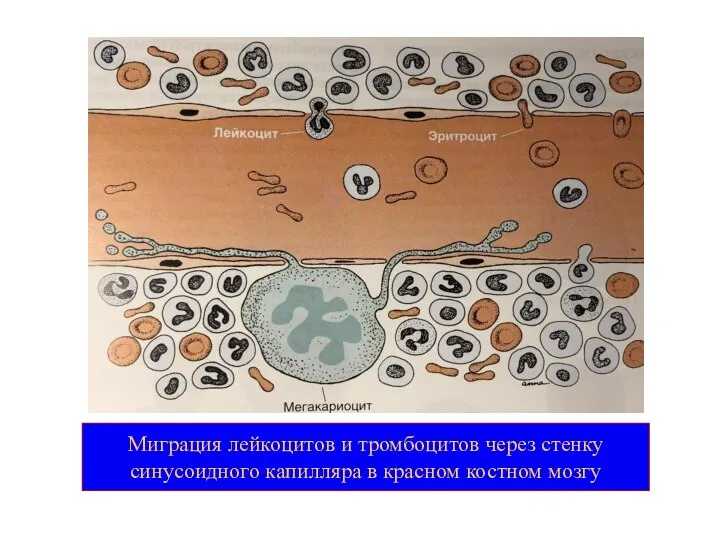Миграция лейкоцитов и тромбоцитов через стенку синусоидного капилляра в красном костном мозгу