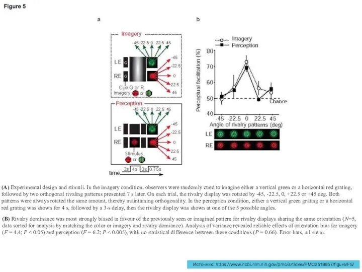 Источник: https://www.ncbi.nlm.nih.gov/pmc/articles/PMC2519957/figure/F5/ (A) Experimental design and stimuli. In the imagery condition, observers