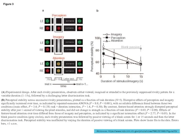 Источник: https://www.ncbi.nlm.nih.gov/pmc/articles/PMC2519957/figure/F3/ (A) Experimental design. After each rivalry presentation, observers either viewed,