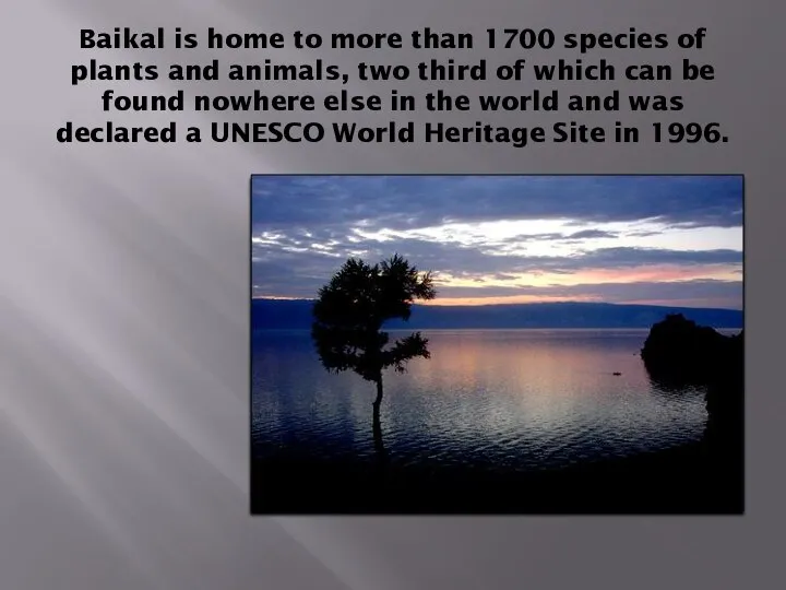 Baikal is home to more than 1700 species of plants and animals,