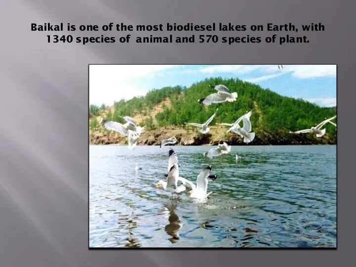 Baikal is one of the most biodiesel lakes on Earth, with 1340