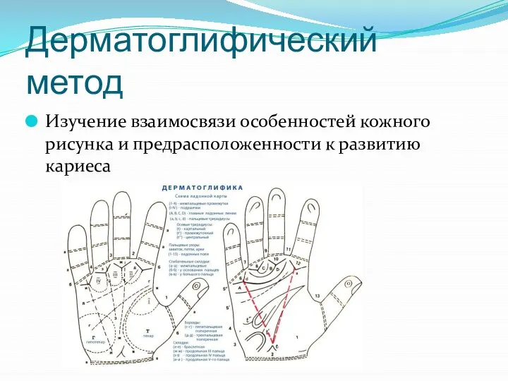 Дерматоглифический метод Изучение взаимосвязи особенностей кожного рисунка и предрасположенности к развитию кариеса