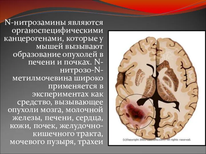 N-нитрозамины являются органоспецифическими канцерогенами, которые у мышей вызывают образование опухолей в печени