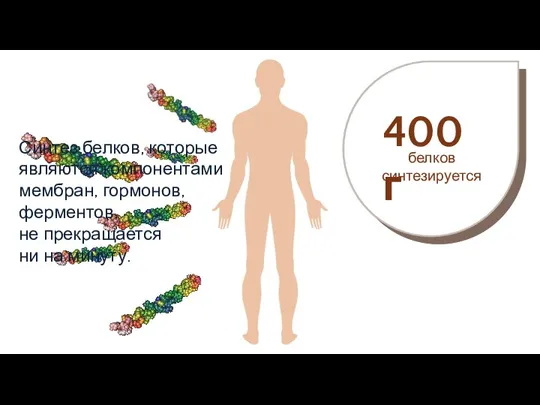 Синтез белков, которые являются компонентами мембран, гормонов, ферментов, не прекращается ни на минуту.