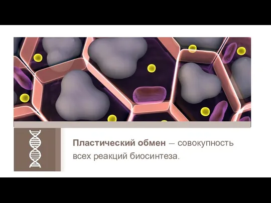 Пластический обмен — совокупность всех реакций биосинтеза.