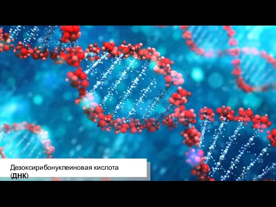 Дезоксирибонуклеиновая кислота (ДНК)