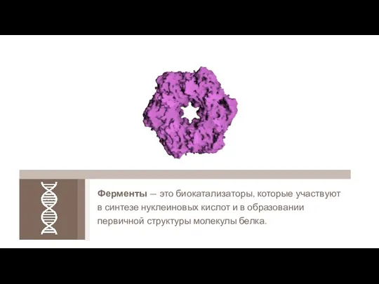 Ферменты — это биокатализаторы, которые участвуют в синтезе нуклеиновых кислот и в