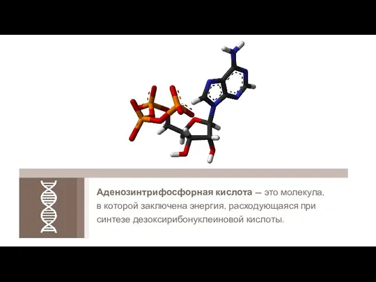 Аденозинтрифосфорная кислота — это молекула, в которой заключена энергия, расходующаяся при синтезе дезоксирибонуклеиновой кислоты.