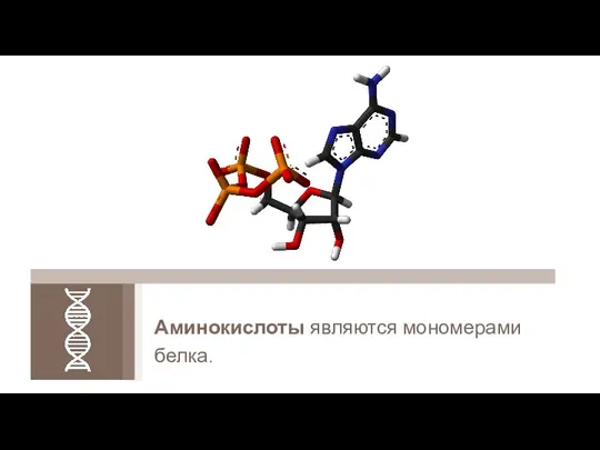 Аминокислоты являются мономерами белка.