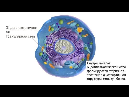 Внутри каналов эндоплазматической сети формируются вторичная, третичная и четвертичная структуры молекул белка.