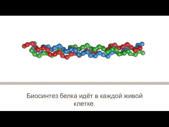 Биосинтез белка идёт в каждой живой клетке.