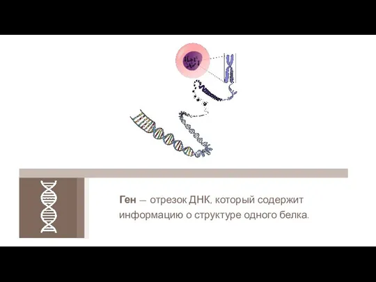 Ген — отрезок ДНК, который содержит информацию о структуре одного белка.