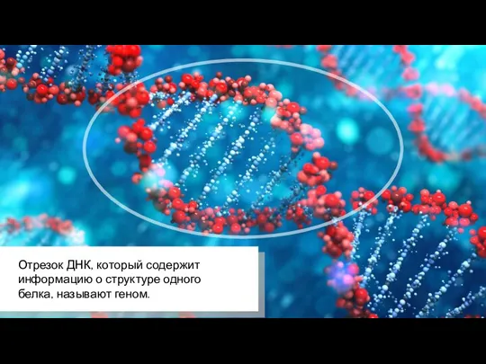 Отрезок ДНК, который содержит информацию о структуре одного белка, называют геном.