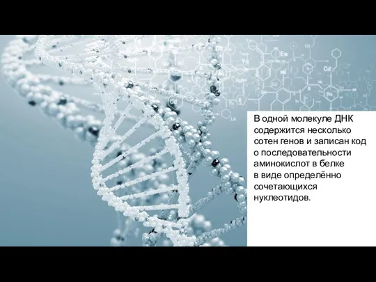 В одной молекуле ДНК содержится несколько сотен генов и записан код о