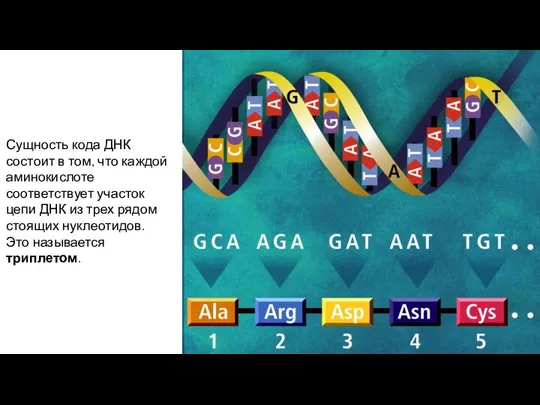 Сущность кода ДНК состоит в том, что каждой аминокислоте соответствует участок цепи